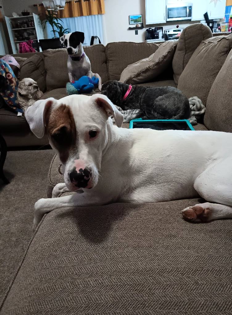 four dogs on couch