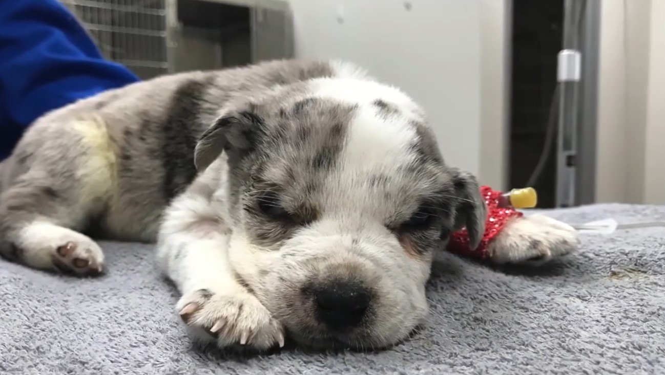 gray and white puppy