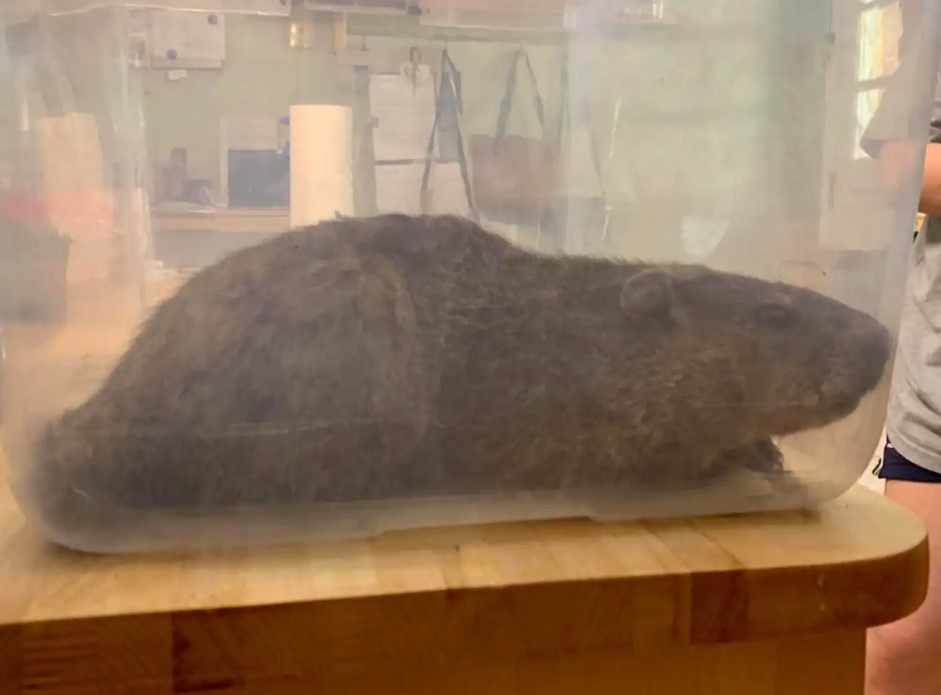 groundhog in a plastic container