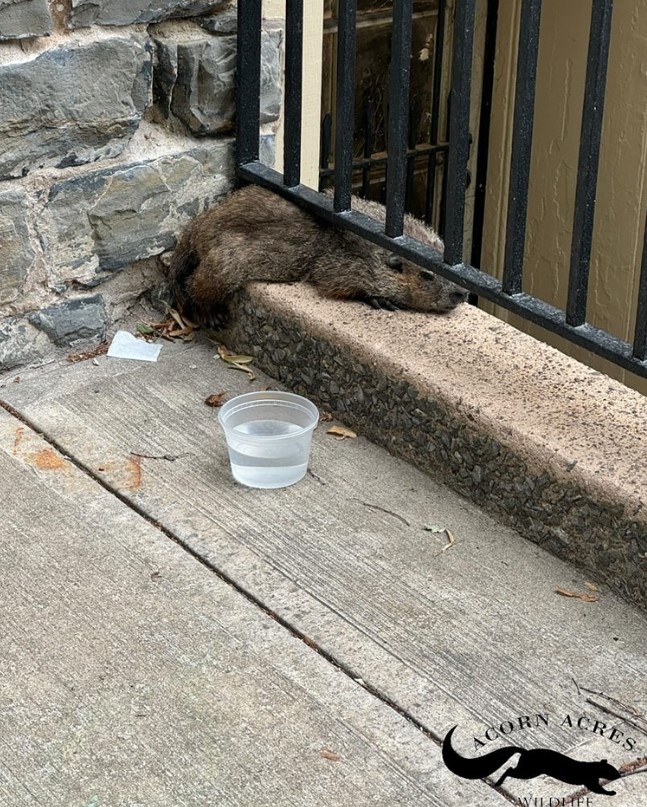 groundhog under the fence