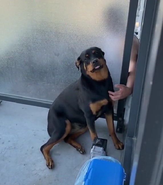 hand petting dog through the glass