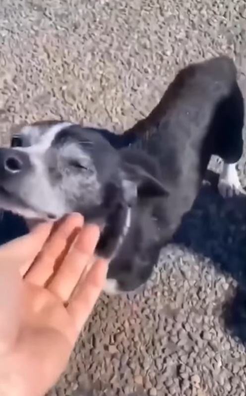 hand touching the dog