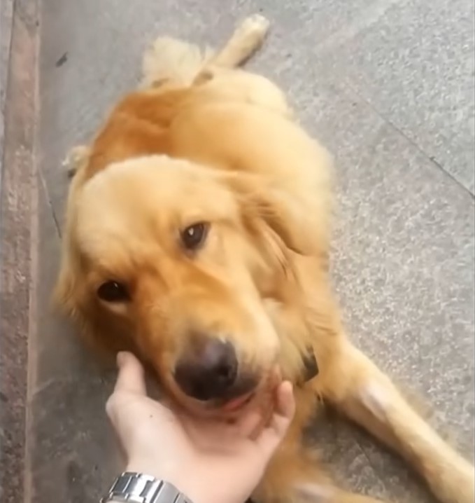 hand touching the dog