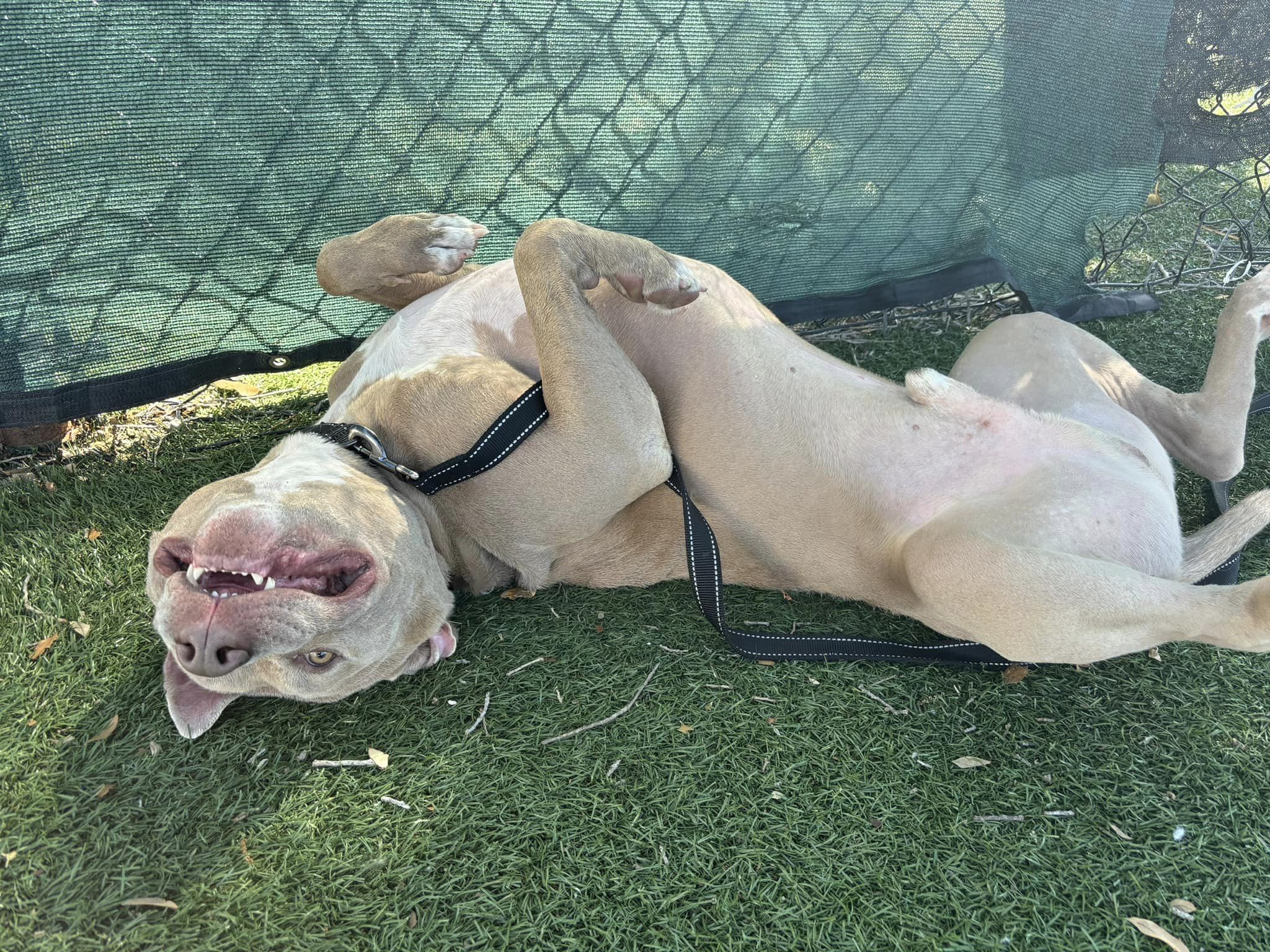 happy dog laying on a back