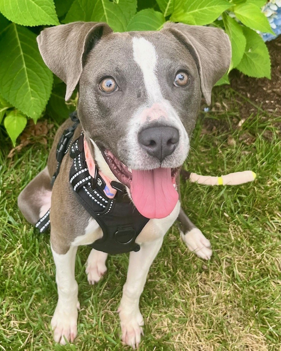 happy dog sitting on grass