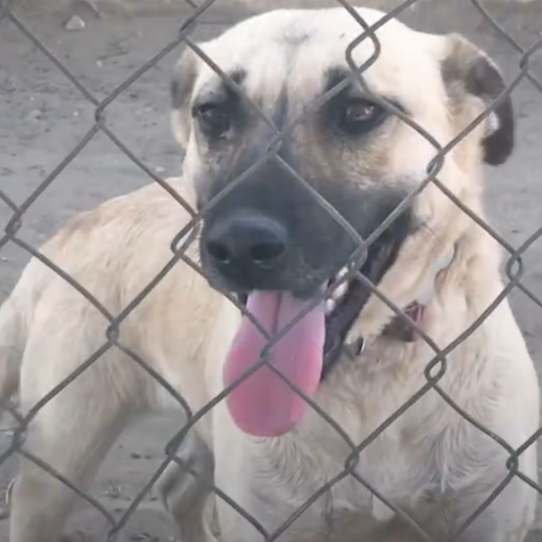 happy dog with tongue out