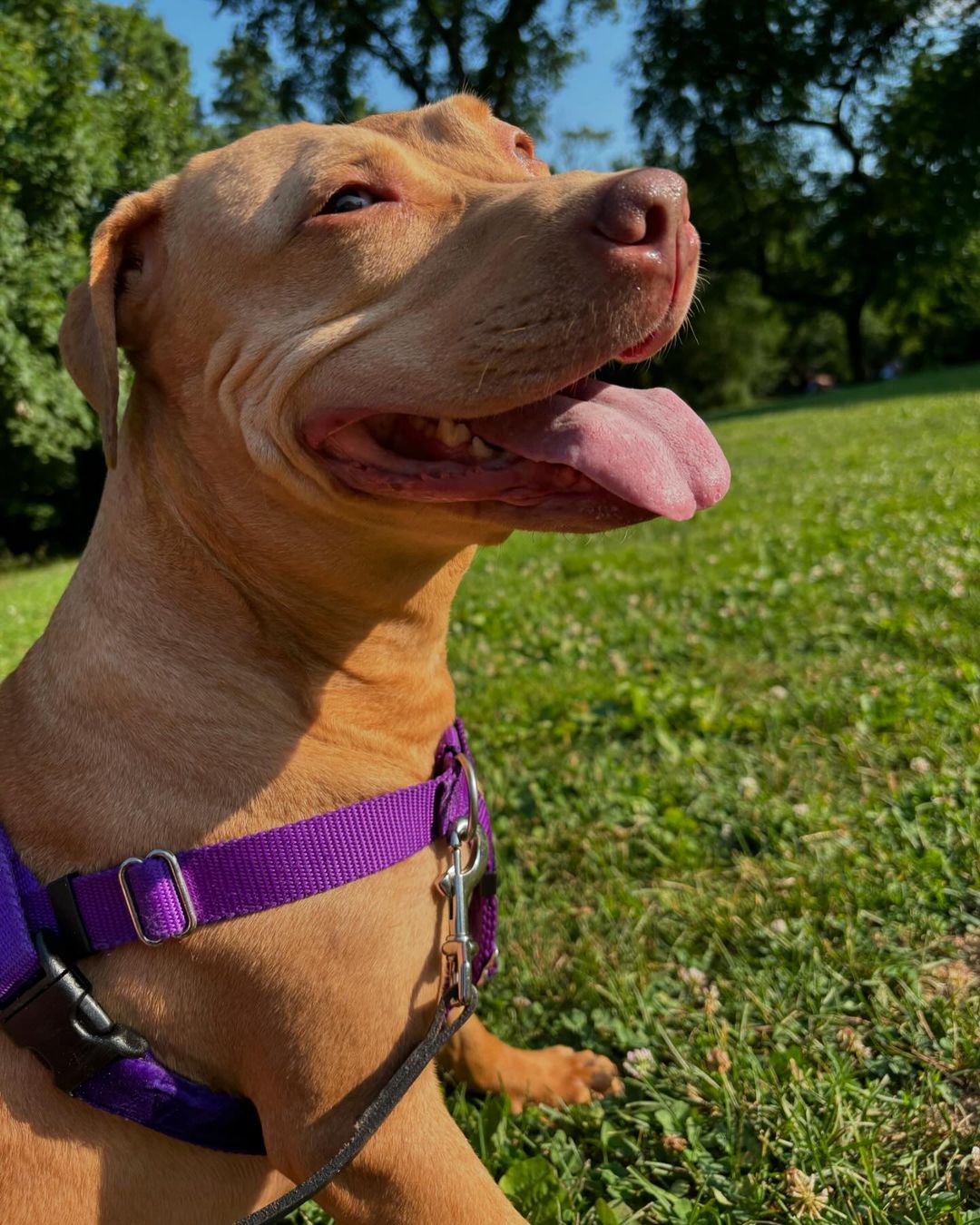 happy pitbull lying on grass