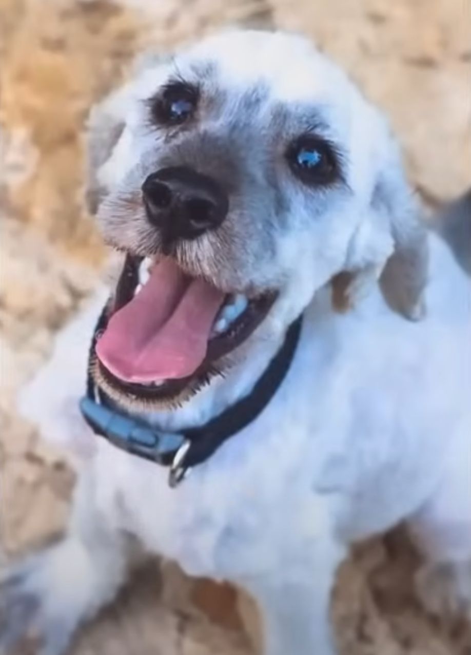 happy white dog