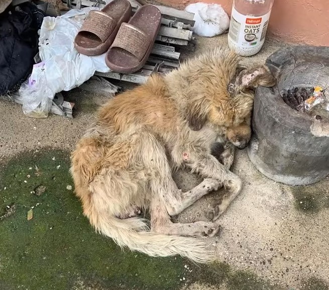 injured dog covered in dirt