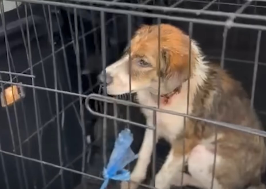 injured dog locked in a cage