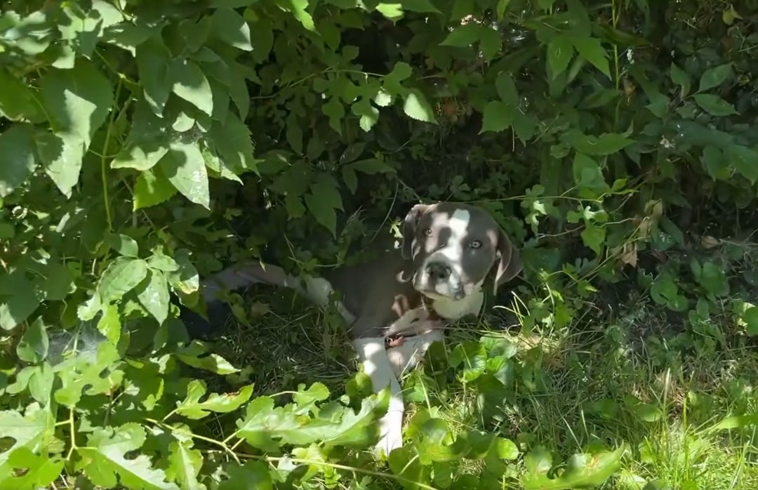 injured puppy in bush