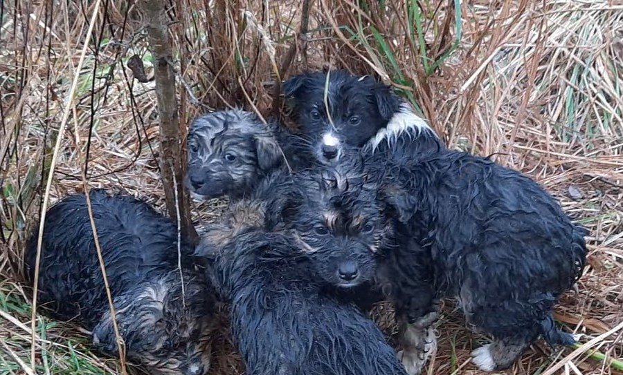 litter of puppies in the grass