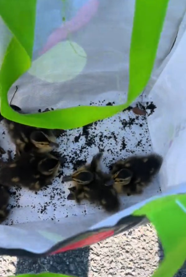 little ducks in bag