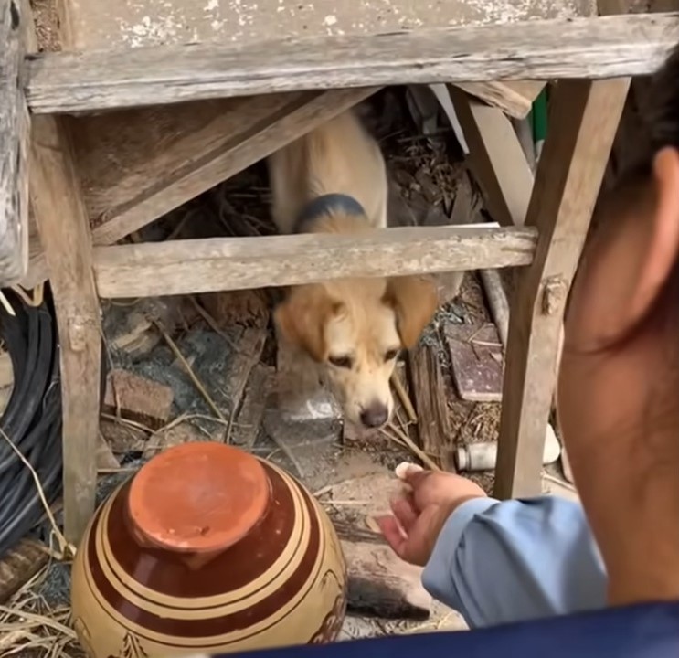 man giving food to dog