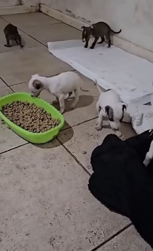 many puppies eating