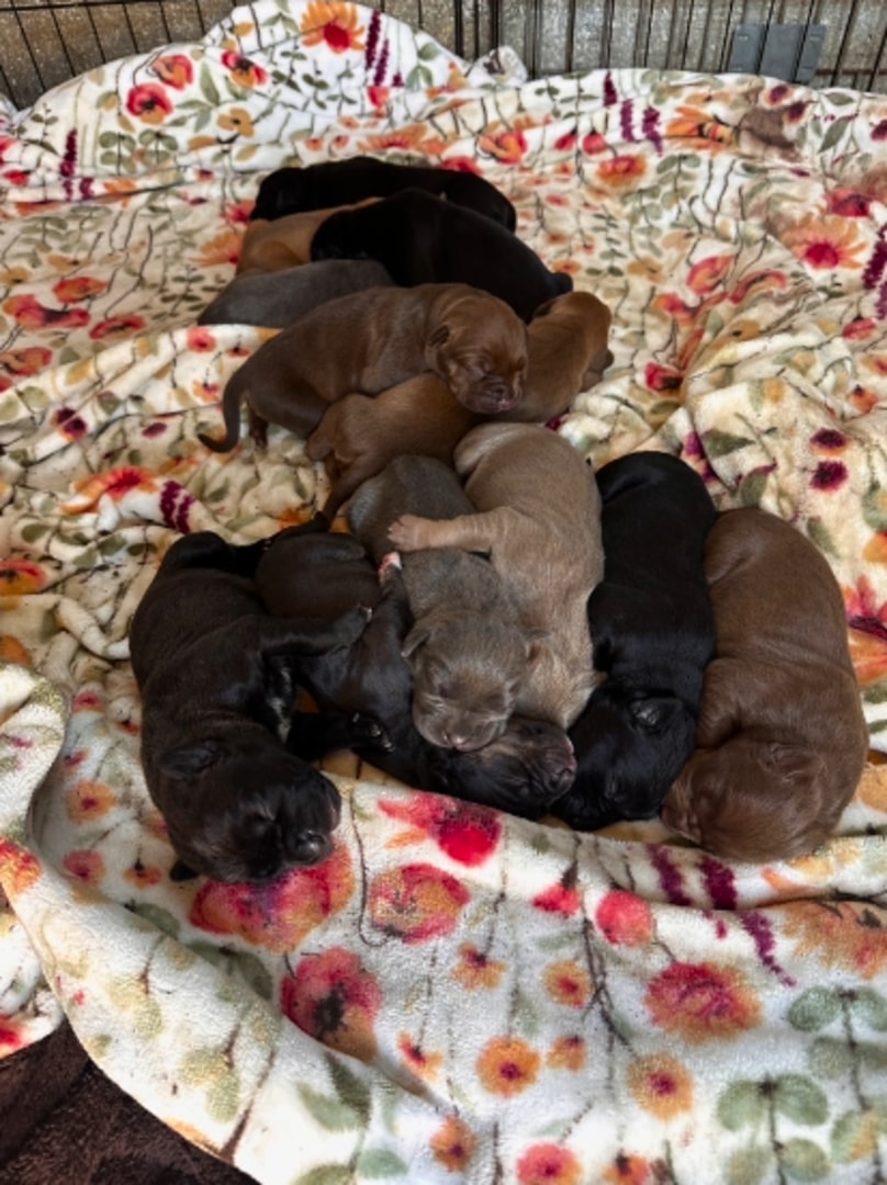 many puppies sleeping together