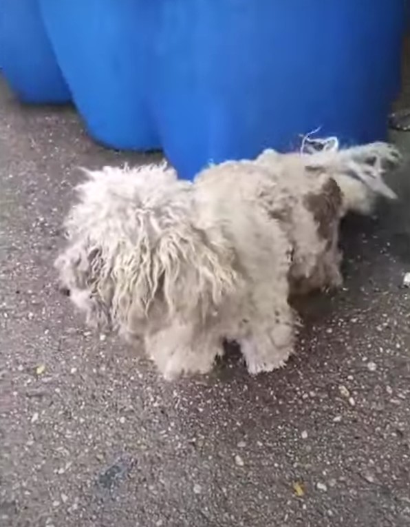 matted dog