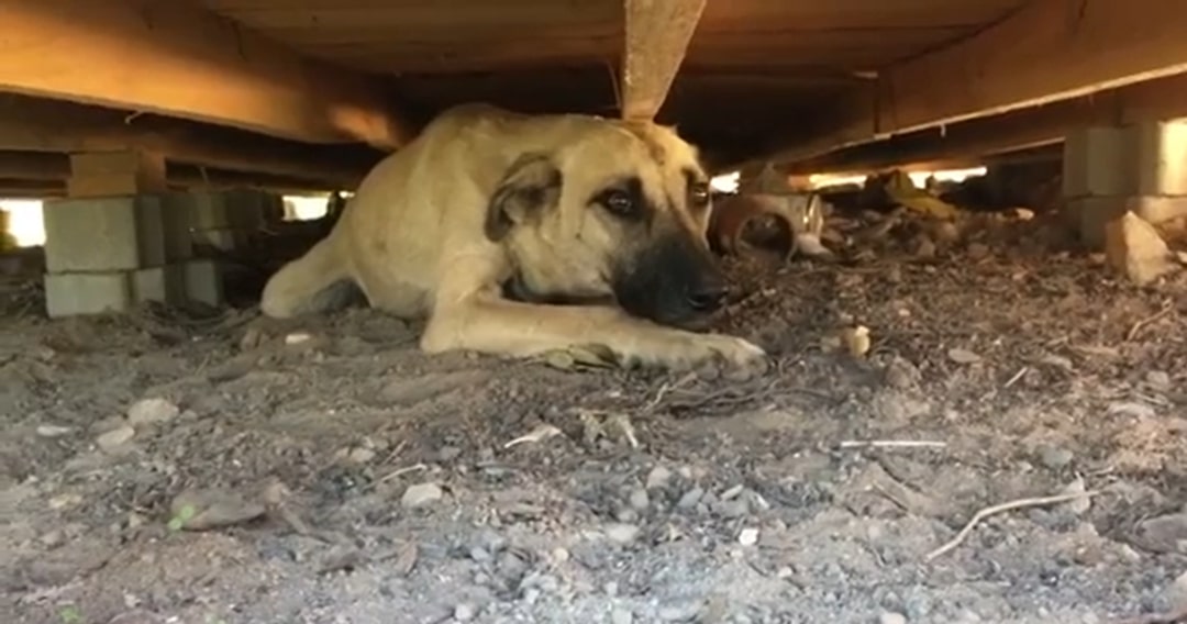 mother dog laying down