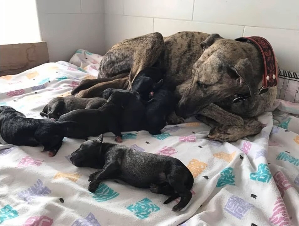 mother dog with her puppies