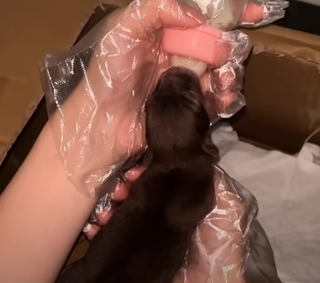 newborn puppy getting milk from bottle