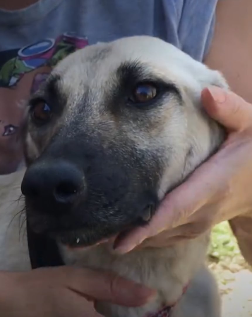 owner and mother dog