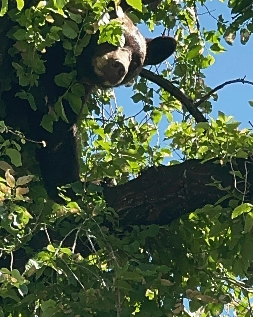 photo of a bear in the tree