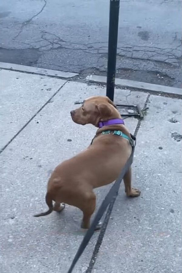 pitbull on a leash