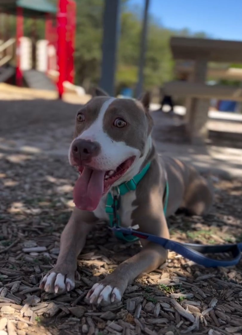 pitbull on a leash