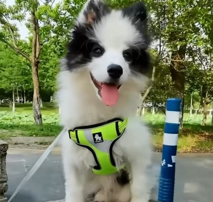 playful dog in the park