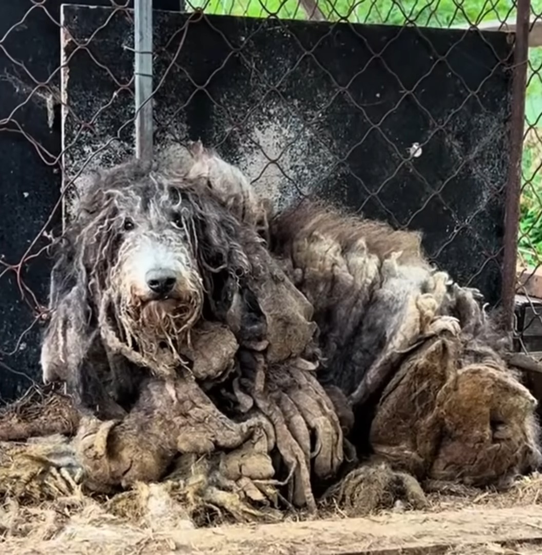 poor dog having a lot of fur