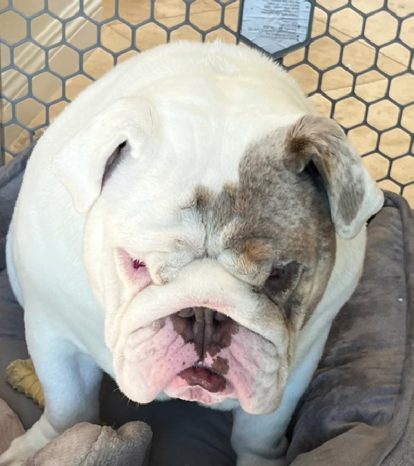 portrait of a bulldog sitting on a sack