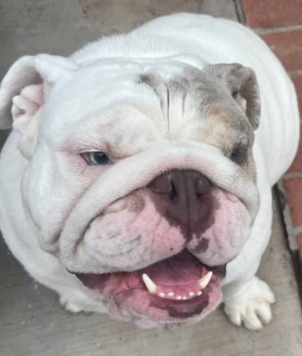 portrait of an angry bulldog