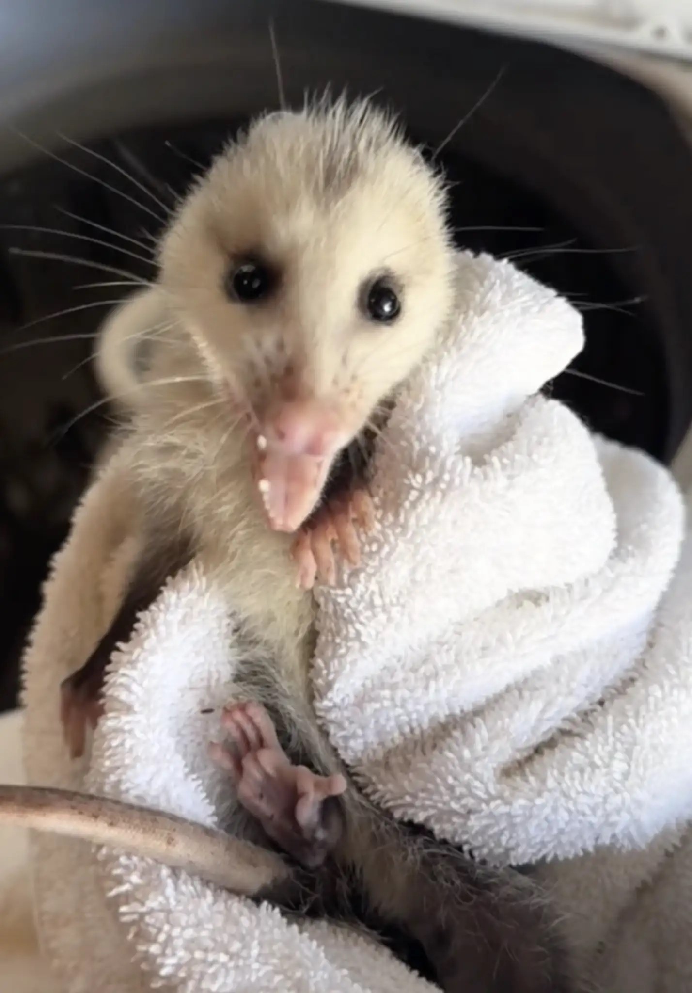 possum wrapped in a towel