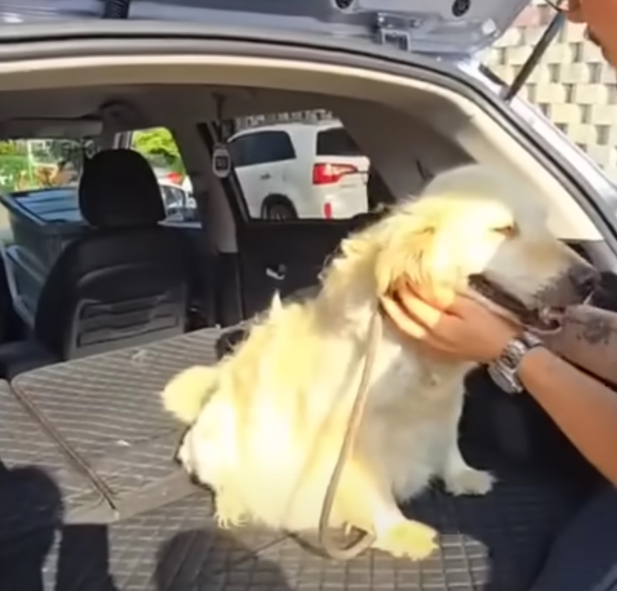 pregnant dog in trunk of car