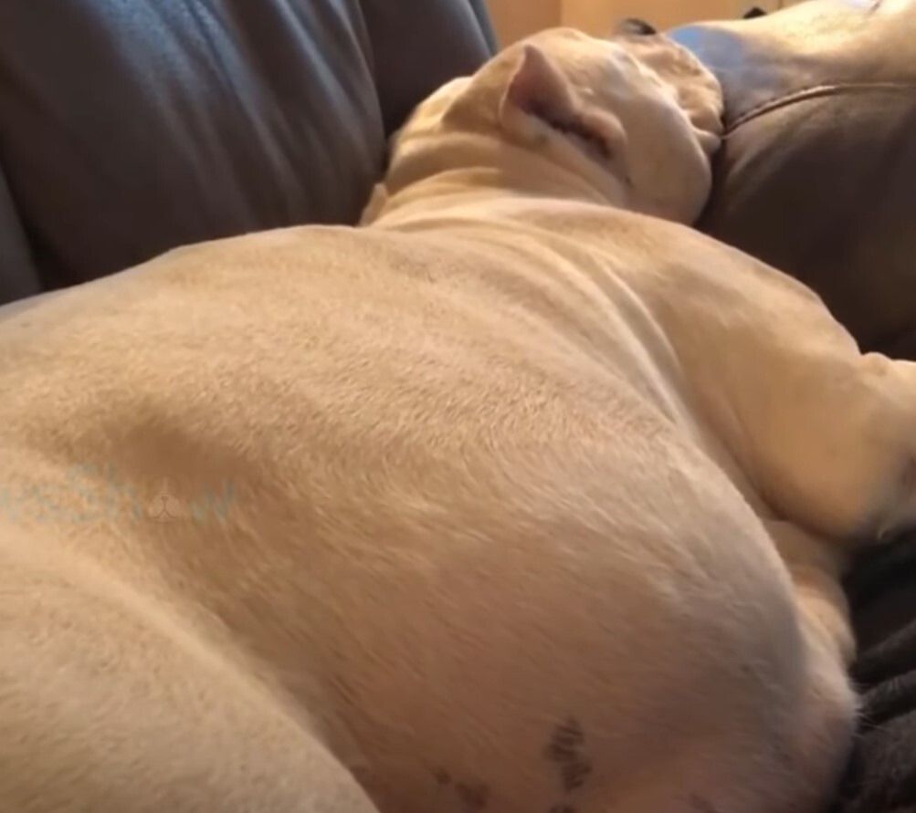 pregnant dog lying on the couch