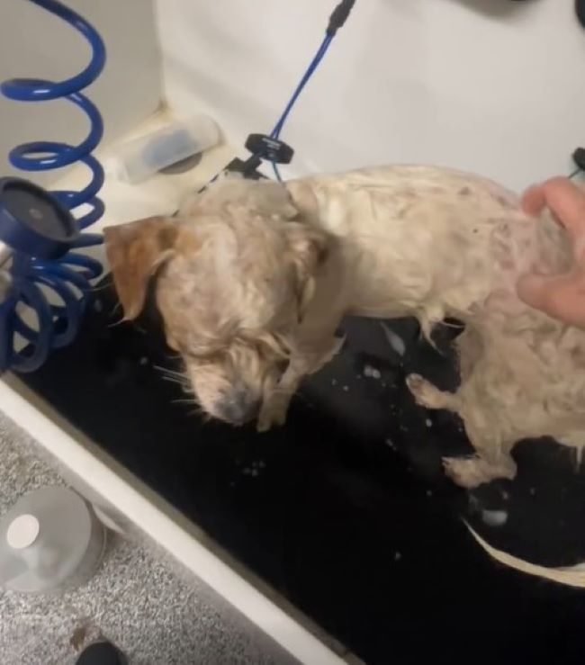 pup getting cleaned