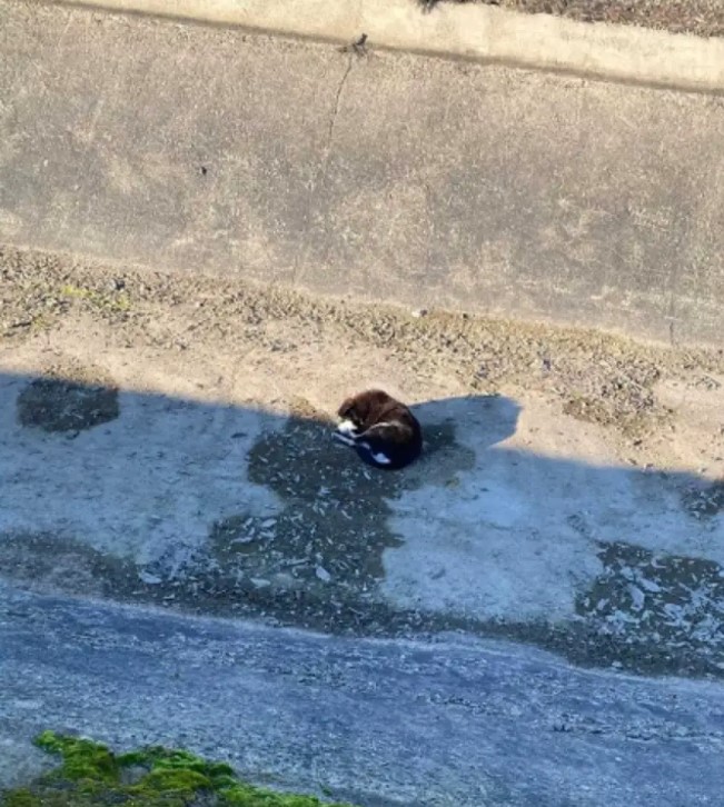 pup lying in canal