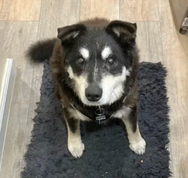 pup sitting indoors