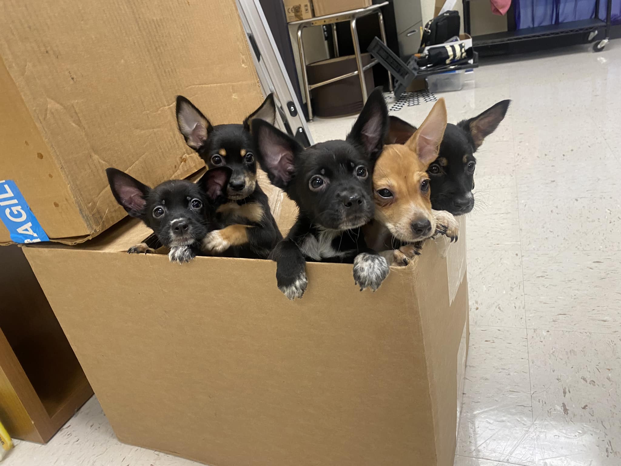 puppies in box