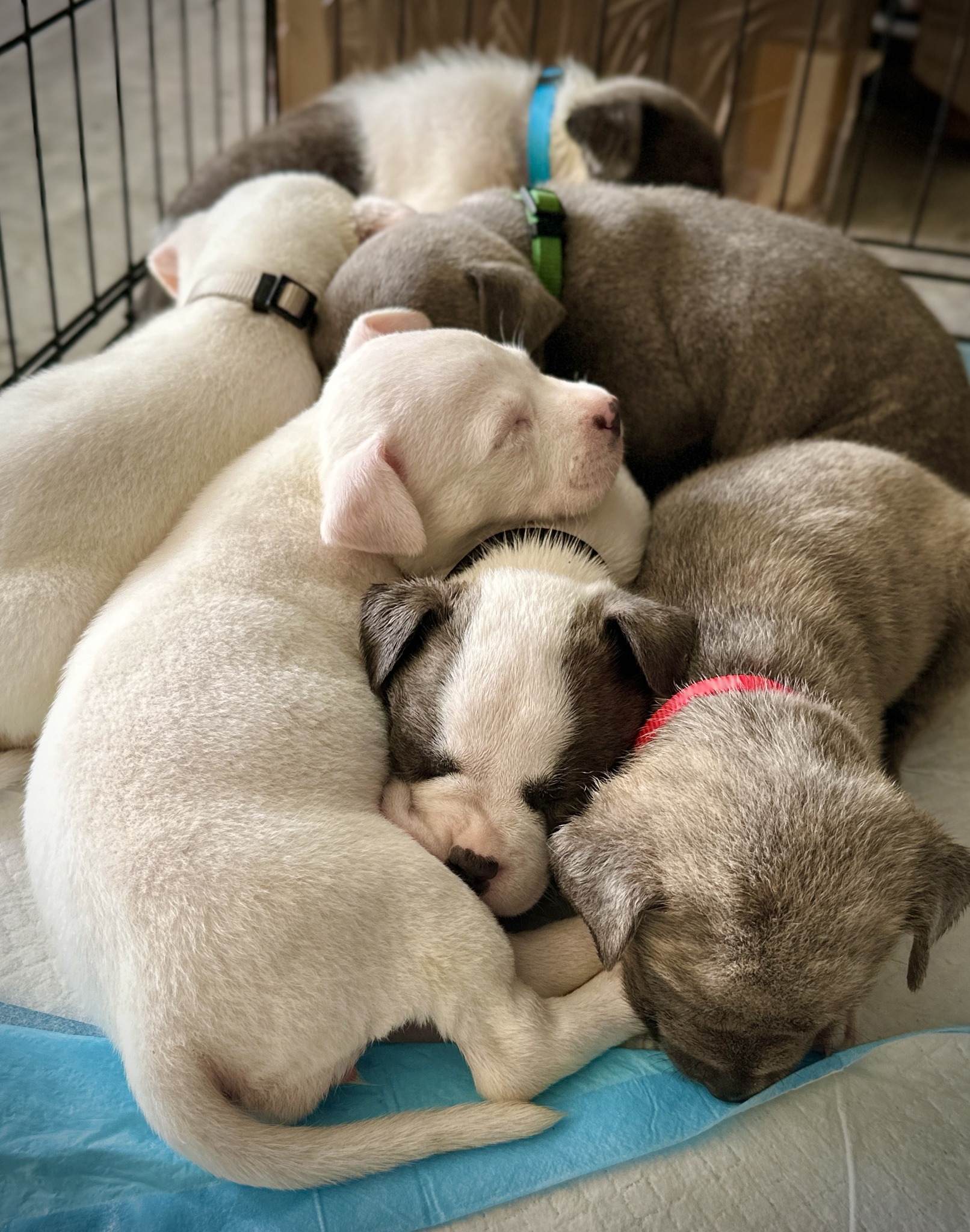 puppies sleeping together