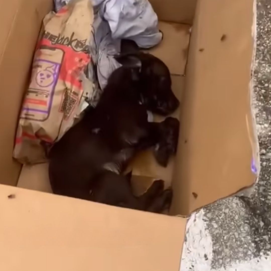 puppy abandoned lying in a box