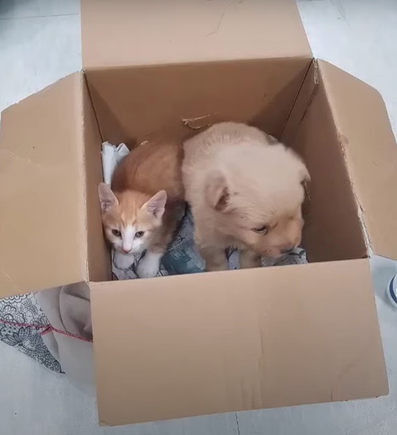 puppy and kitten in box