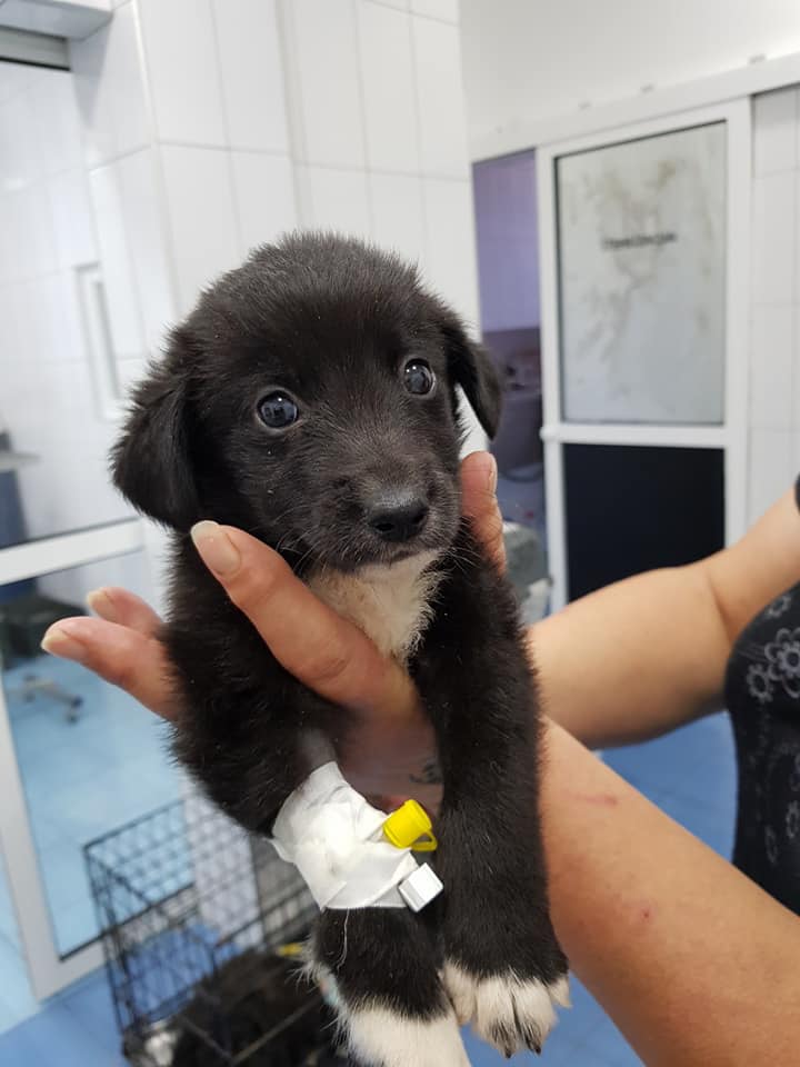 puppy at the vet