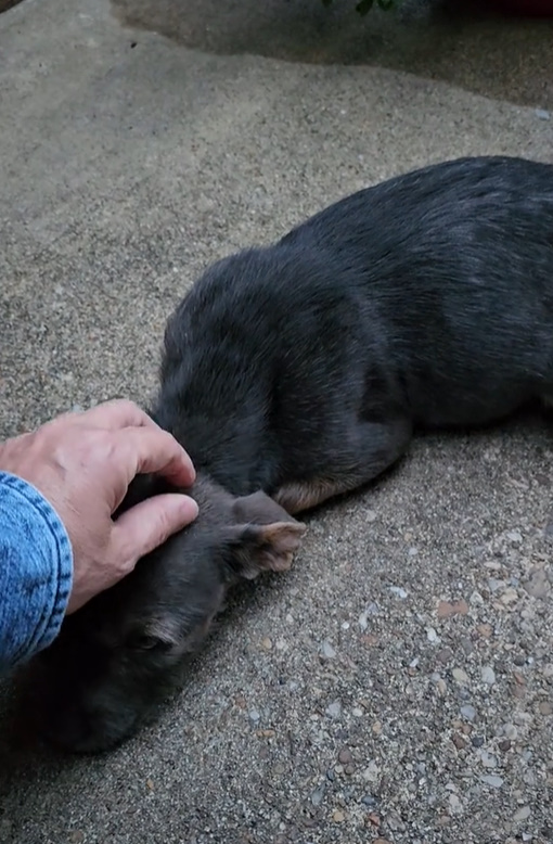 puppy found by human