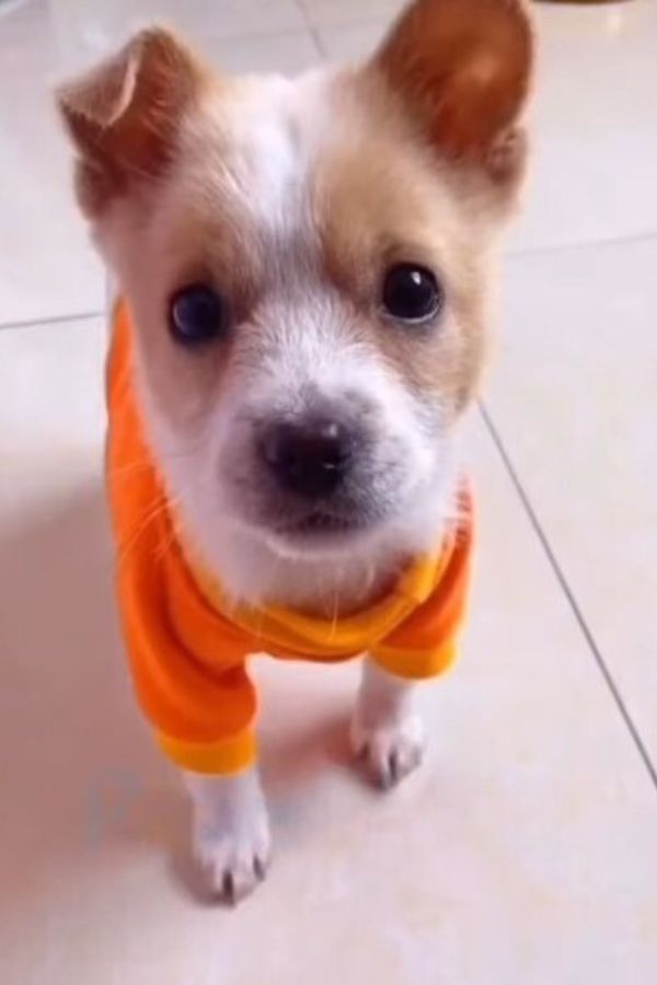 puppy in orange shirt