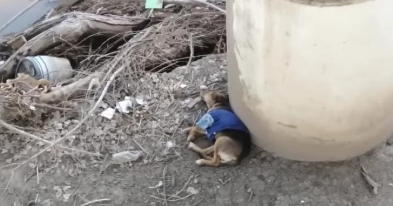 puppy laying on the ground