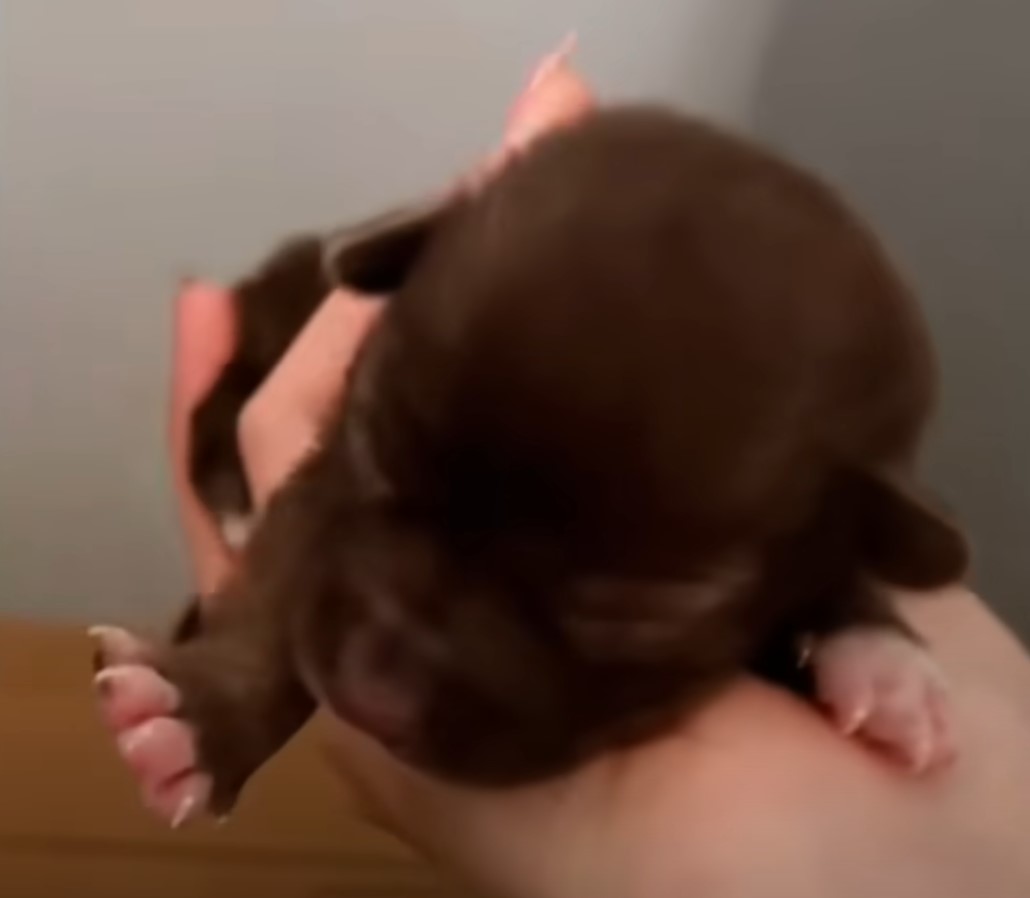 puppy lying in hand