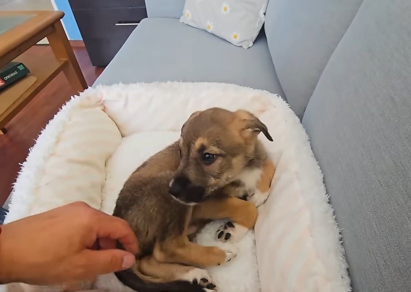 puppy lying in white dog bed