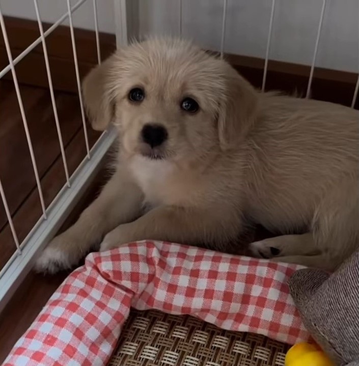 puppy lying indoors