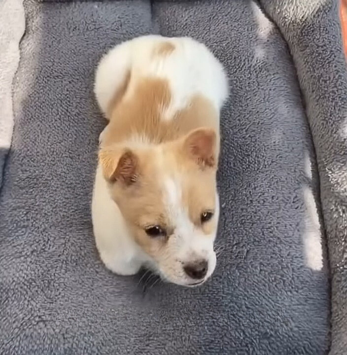 puppy lying on blanket